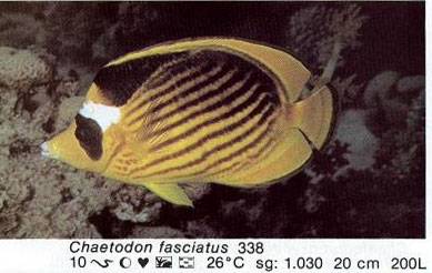 Chaetodon fasciatus